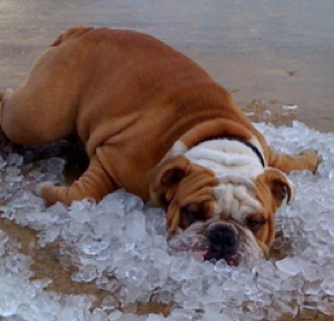 It’s Hot Out: Keep Your Pets Cool and Safe